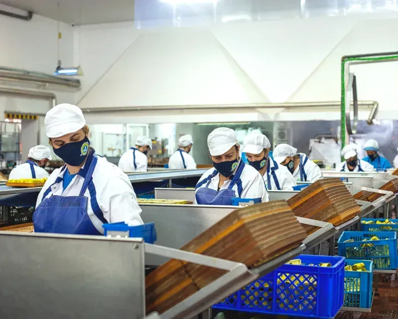 Workers in hairnets and aprons preparing fish on a cannery production line