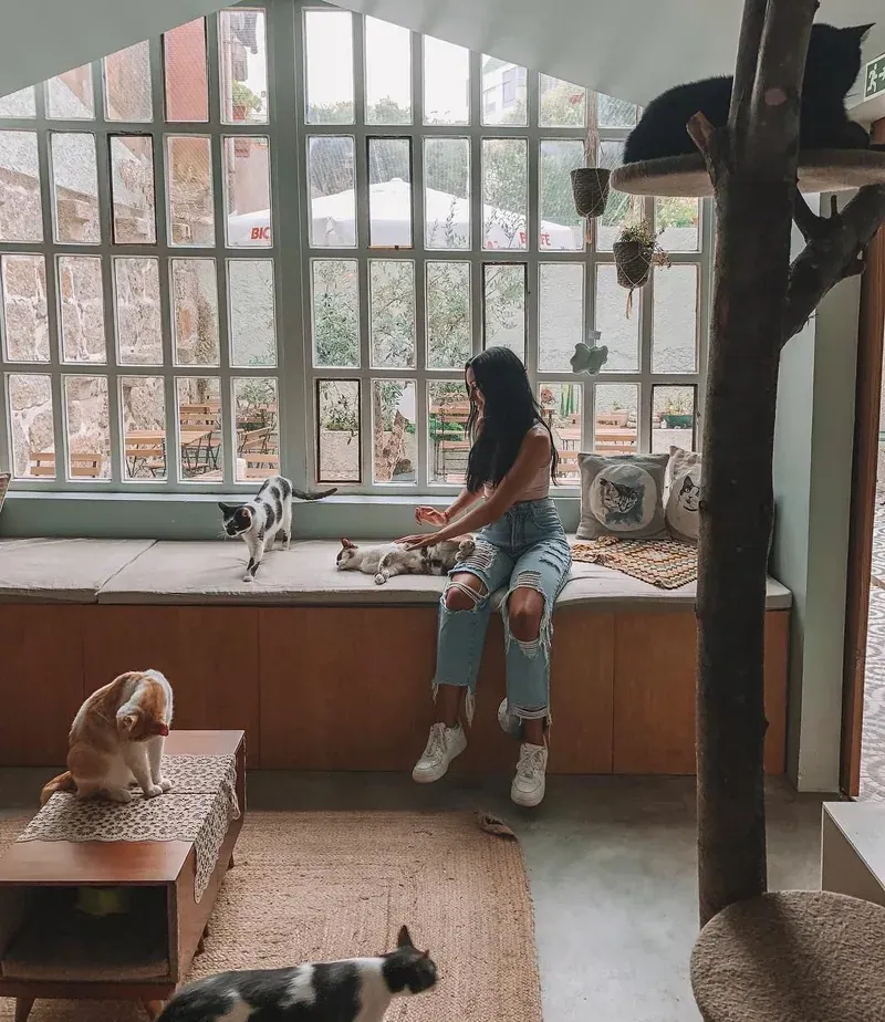 A bright café room with a woman sitting by the window and cats lounging around